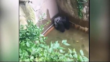 Cincinnati zoo gorilla dragging child Full Video