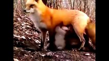 fox is feeding milk to monkey's child