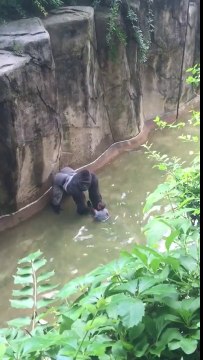 Un garçon chute dans l'enclos des gorilles