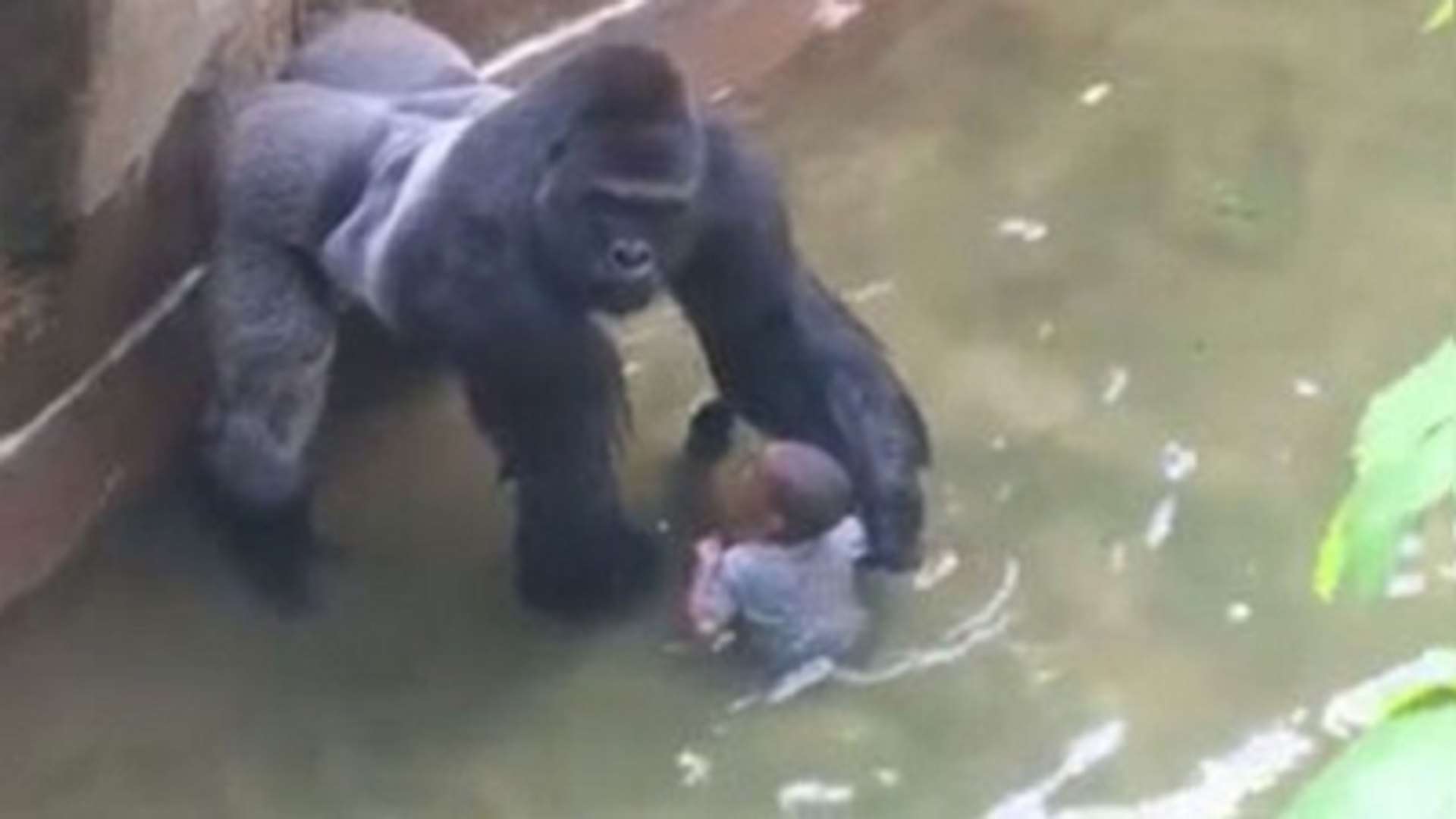 Gorilin Ölümüne Sebep Olan Çiftin Sabıka Kaydı Kabarıkmış! - Dailymotion  Video