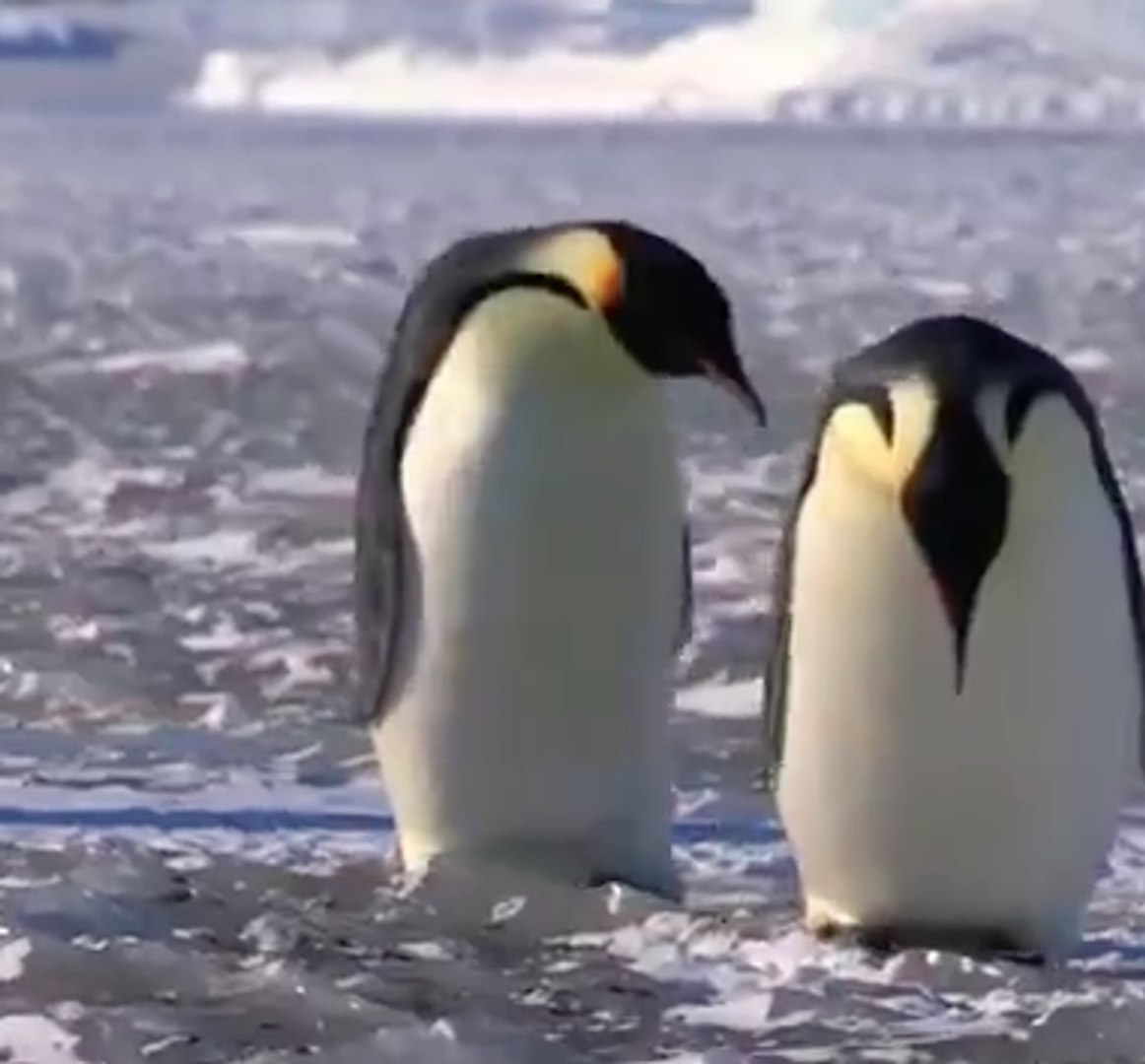 Photos Drôles De Pingouins Avec Légendes Exploding Penguin #meme