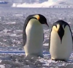 Ces pingouins font de drôles de choses !