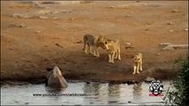 Animal Attacks - Lion,Giraffe,Hyena,Rhino,Wild dogs,Leopard