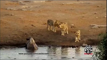 Animal Attacks - Lion,Giraffe,Hyena,Rhino,Wild dogs,Leopard