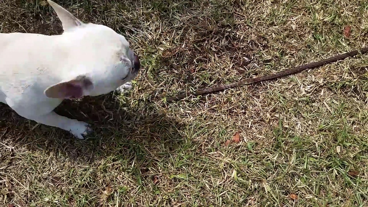 Un bouledogue devient fou avec une tige de câble en acier