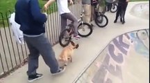 Ce chien déchire tout en skate sur une rampe - skater dog