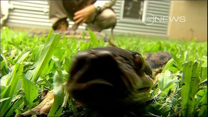 #CairnsSnakeRemovals - Here's some footage of snakes in Cairns