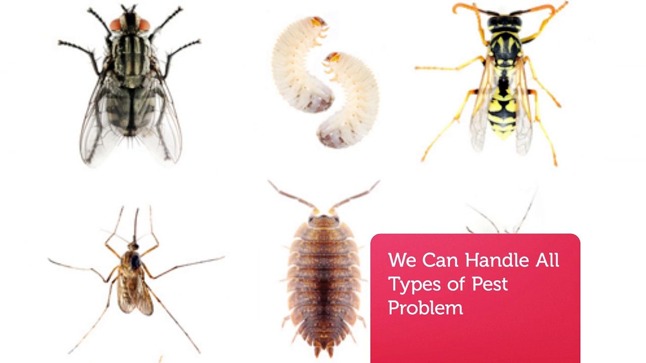 O'Connor Pest Control Service in Simi Valley