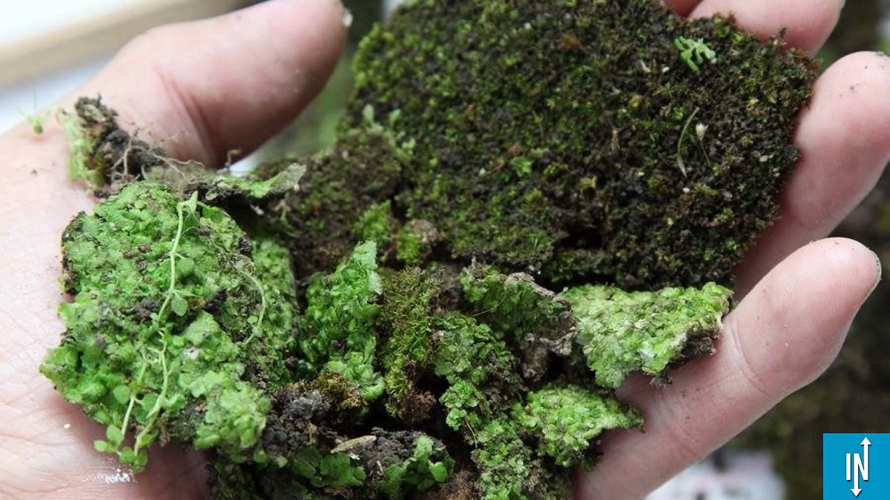 Ces artistes ont inventé le graffiti écologique, voici la recette !