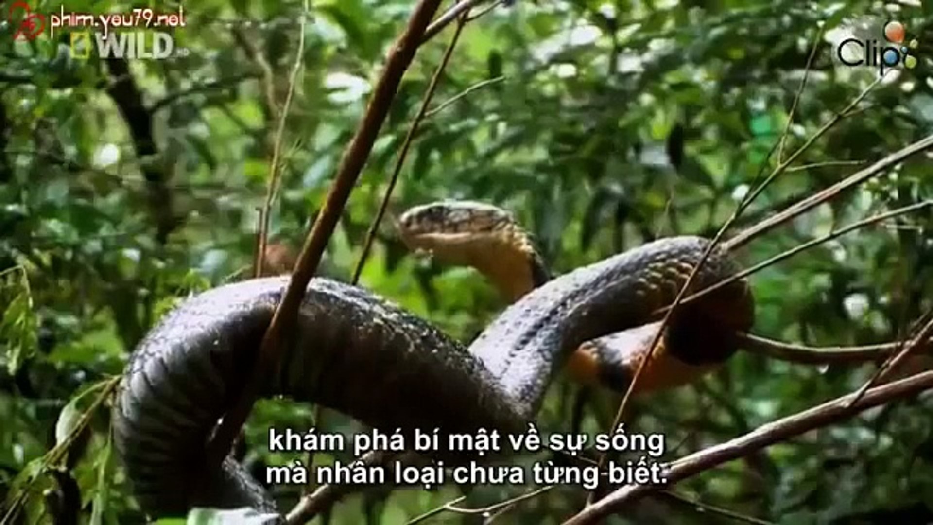 ⁣Wildlife Documentary - Animal World - Secret King Cobra Part 1