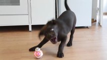 Un chien qui s'amuse avec BB-8