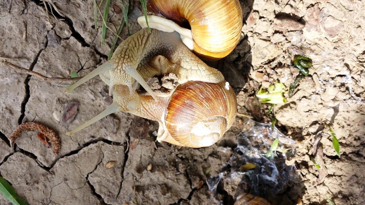 Fast and the Furios 9 Secret Uncut