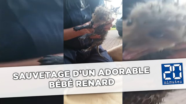 Un adorable bébé renard bloqué dans des canalisations sauvé par deux bénévoles