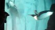 Antarctica: Empire of the Penguin Penguin Exhibit at SeaWorld 6-14-15 Orlando, FL