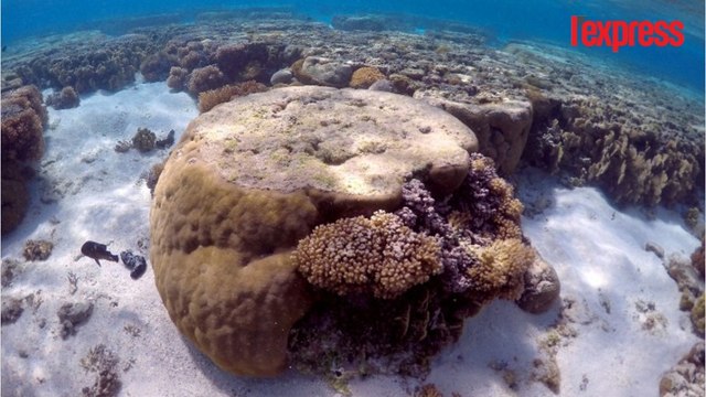 Réchauffement climatique: la Grande barrière de corail est en danger