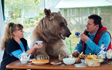 Un couple russe joue au foot et bois le thé avec son ours de compagnie