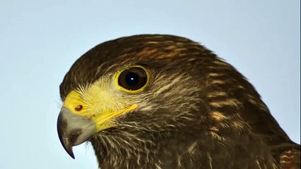 Hawk Noises Sound Effects