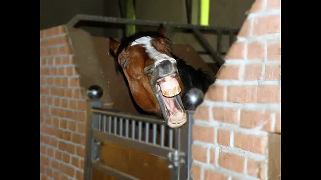 Horse Neigh Whiny Noise Sound Effect