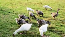 Goose Geese Sound Effect