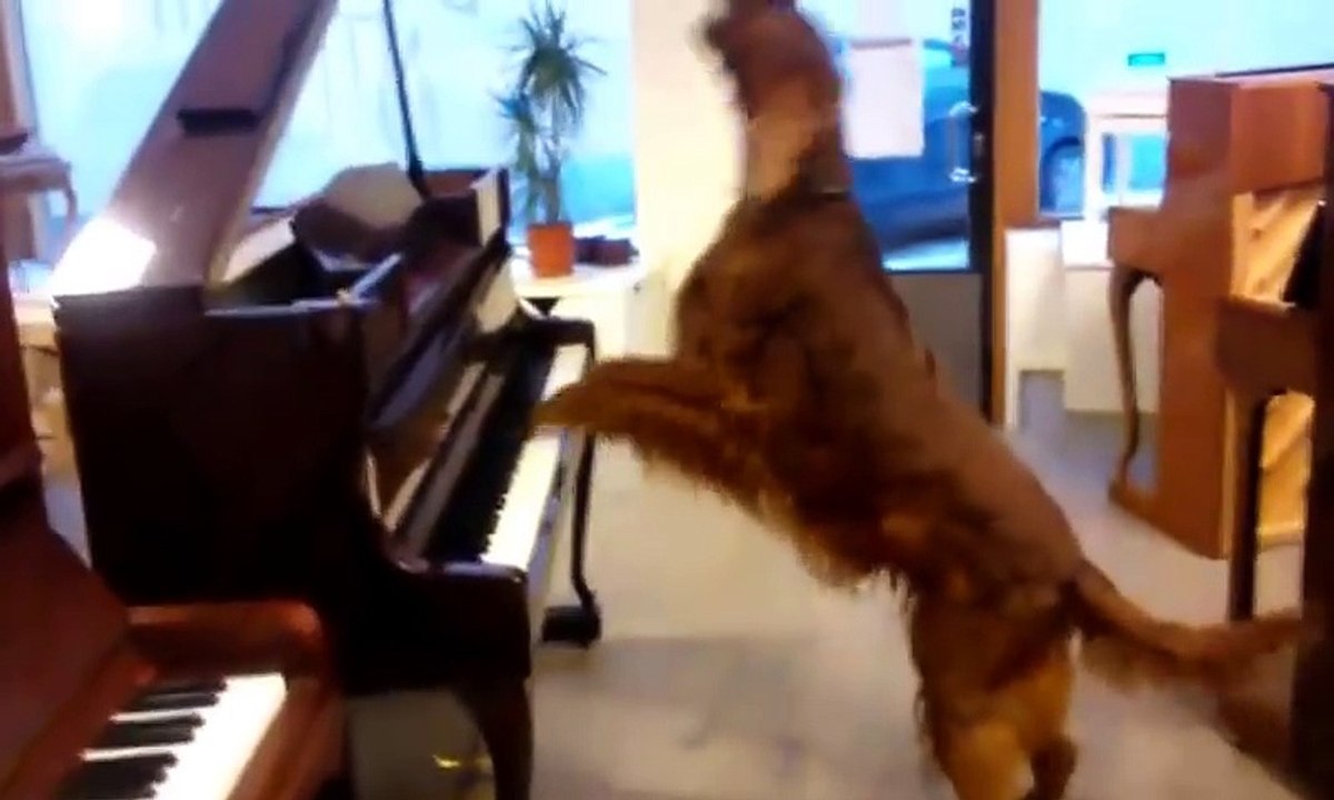 Elmo singing and playing Irish setter