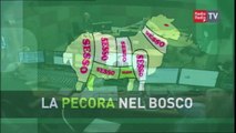 La Pecora nel Bosco - Alessandro Cozzolino - 31 maggio 2016
