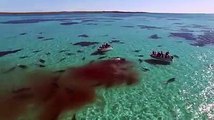 Des requins tigres dévorent une baleine devant des touristes