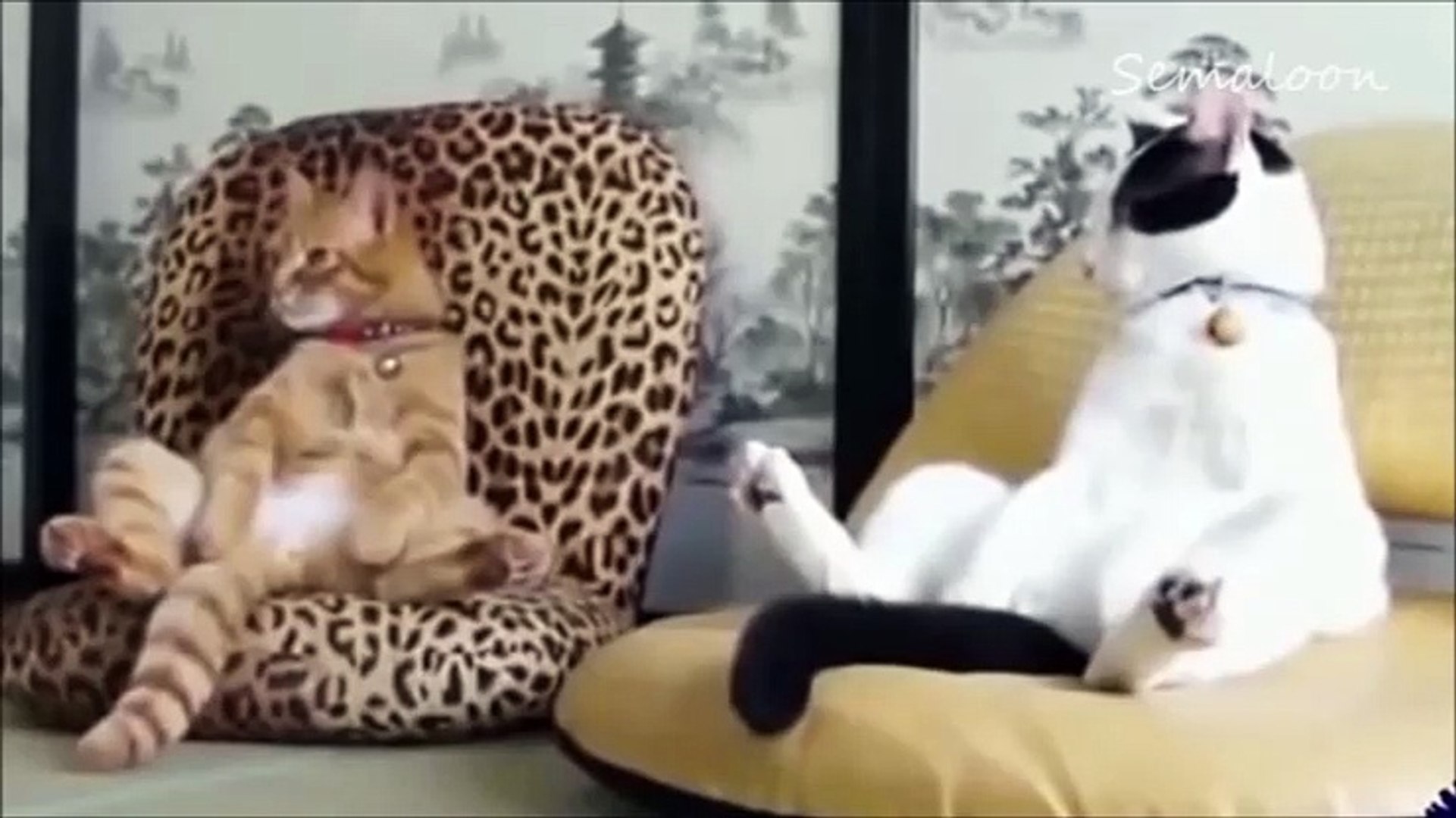 ⁣[Semaloon] Животные тоже умеют веселиться