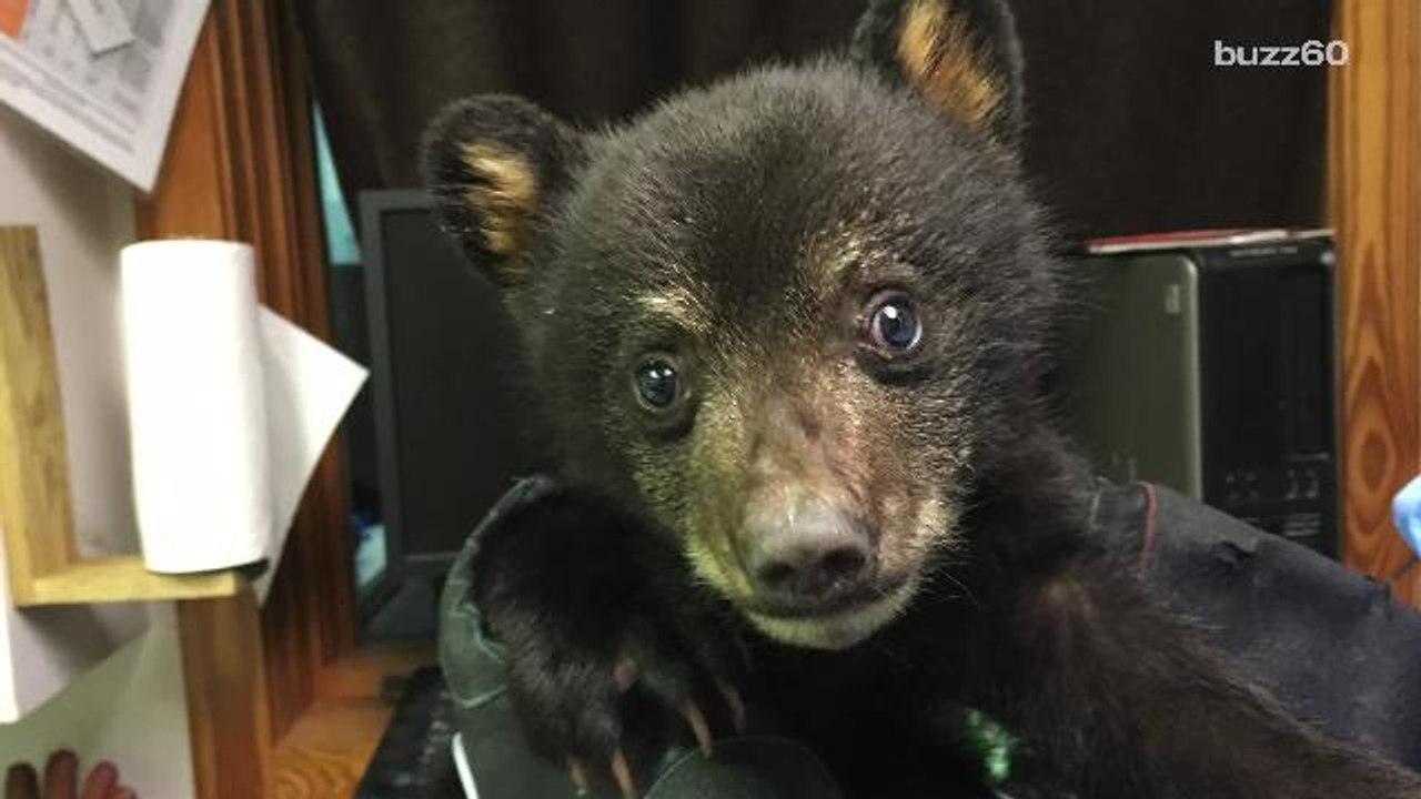 Cops Rescue Abandoned Bear Cub Crying in the Forest