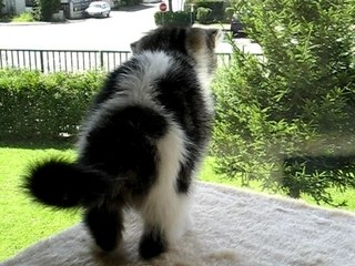 Kiwi escalade l'arbre à chat