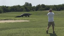 Un alligator géant s'invite sur un parcours de golf