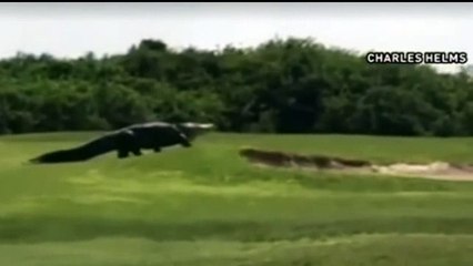 Un alligator énorme sur un parcours de golf en Floride