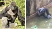Cincinnati zoo kills gorilla to save boy who fell into enclosure [HD Original]