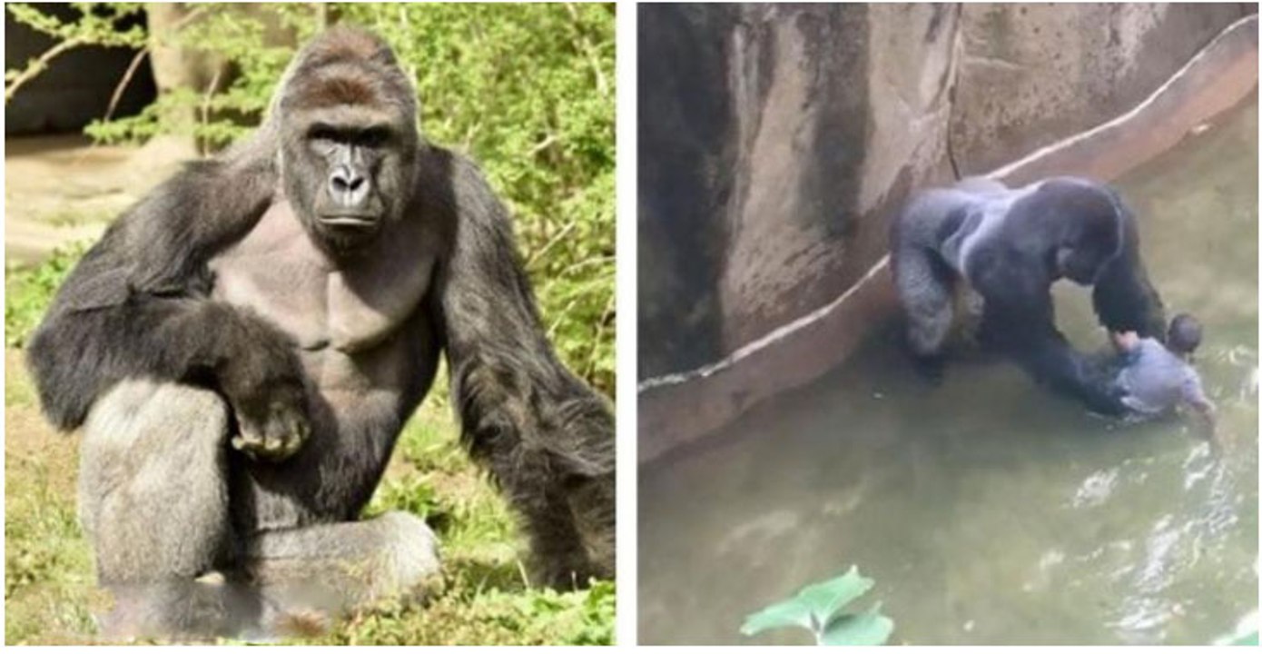 Cincinnati zoo kills gorilla to save boy who fell into enclosure [HD Original]