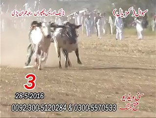 T.A.M.A.S.H.A 3rd Number at Sehwal (Kamrial)Naik Idrees Chhapran , Raja Imaran Pari (28-05-2016)