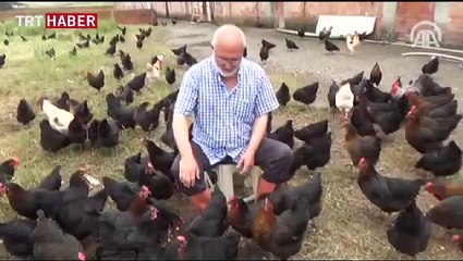 Yumurtayı beğenmedi çiftlik kurdu