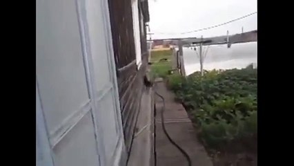 Adorable dog carries home a drunk cat... Precious!!