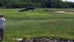 Giant Gator Walks Across Florida Golf Course ! Crocodile play golf!