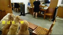 Elle s'approche avec les gamelles... Ce que font ses chiens vous laissera bouche bée !
