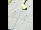 Man Tries to Take Pet Snake for a Walk, Fails