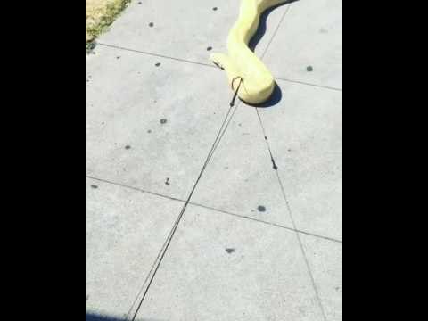 Man Tries to Take Pet Snake for a Walk, Fails