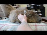 Capybara in Bliss as He Gets His Head Scratched