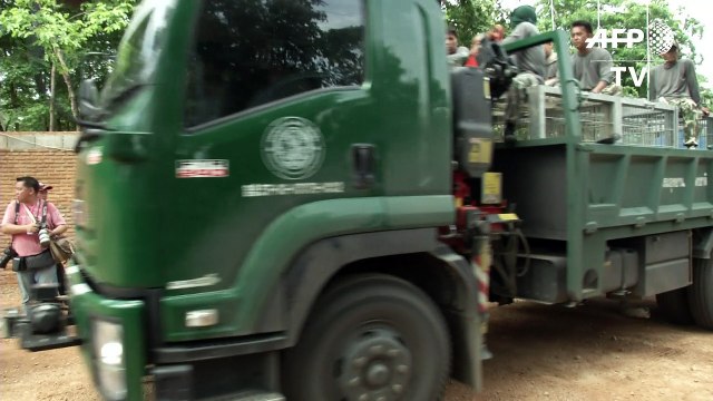 Thaïlande: les félins évacués du touristique Temple aux tigres