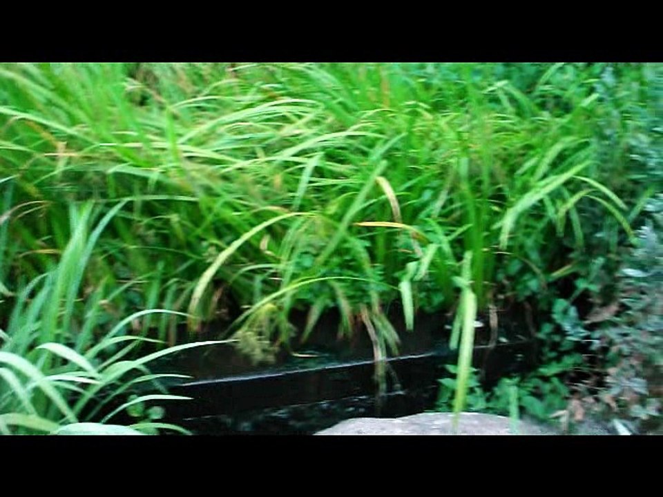 Early in the morning