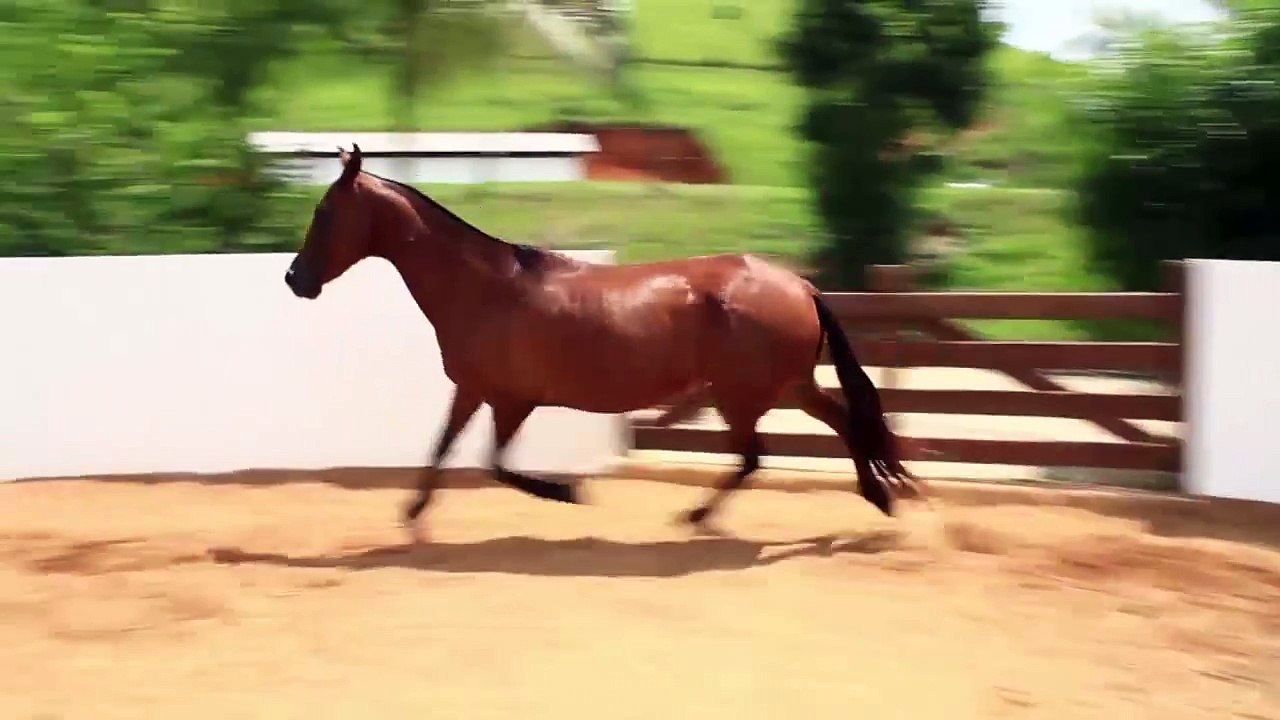 LOTE 26 // Sacha da Lenda