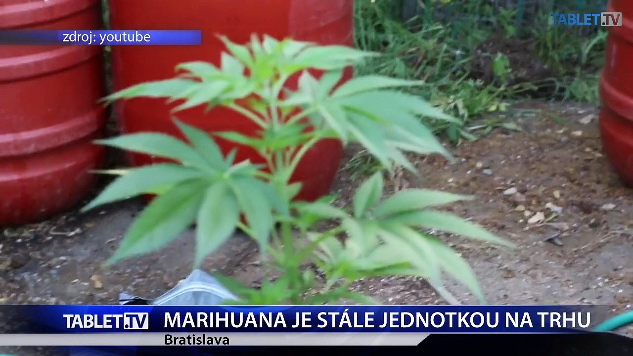 Mladých láka marihuana, na festivaloch si častejšie dajú extázu