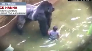A Kid Fell in Front of a Gorilla in a Zoo