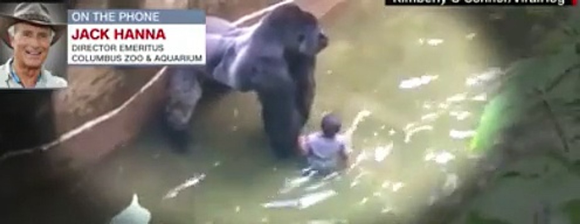 A Kid Fell in Front of a Gorilla in a Zoo