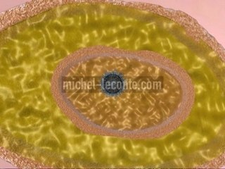 H5N1 VIRUS TRANSMISSION THROUGH PIG