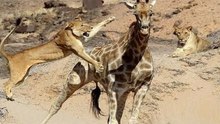 Un Lion Attaque une Girafe