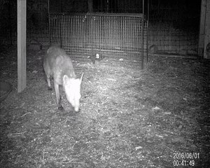 tentative de capture renard piège trappe / approche discrète / poulailler